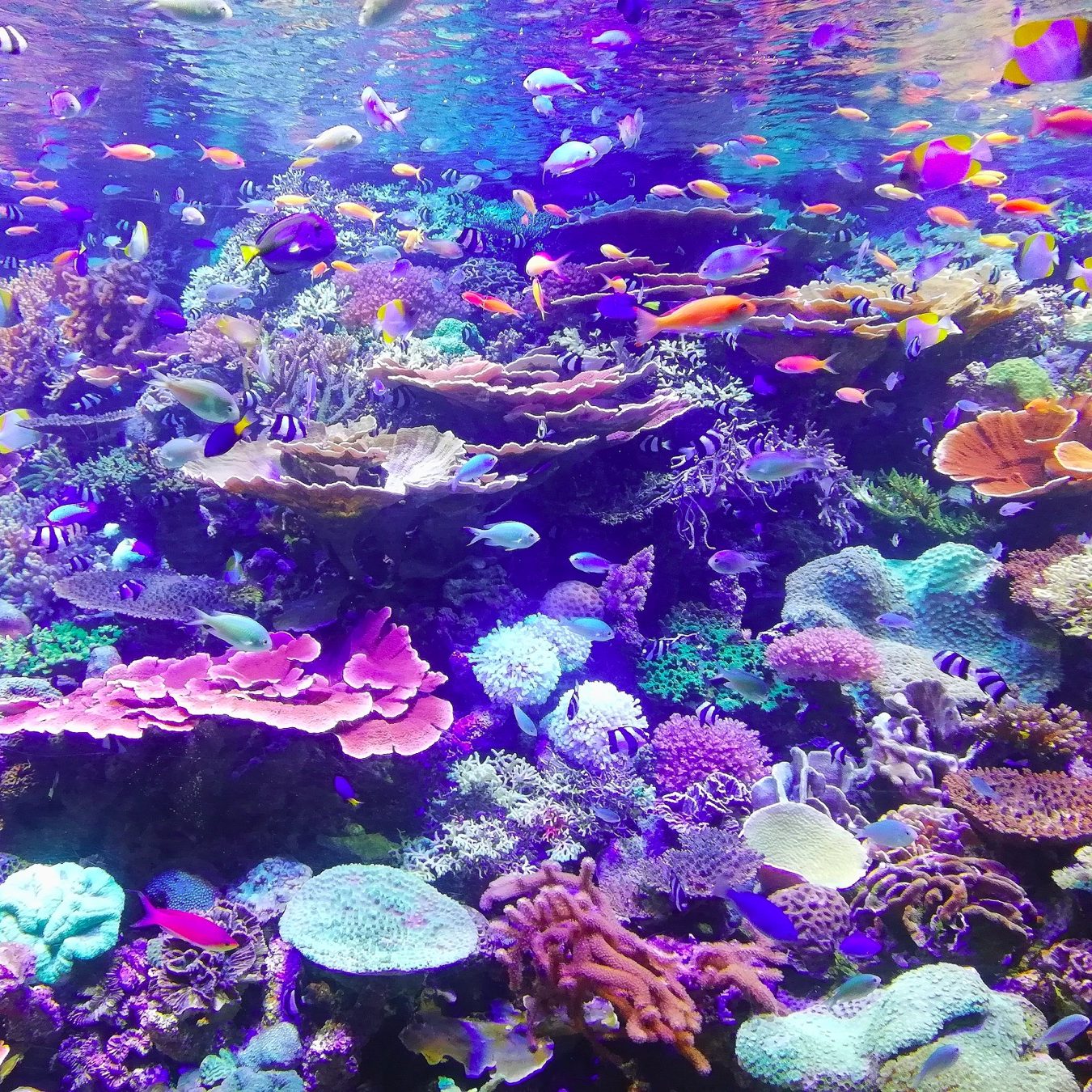 La exploración del océano: un desafío más complejo que el del espacio