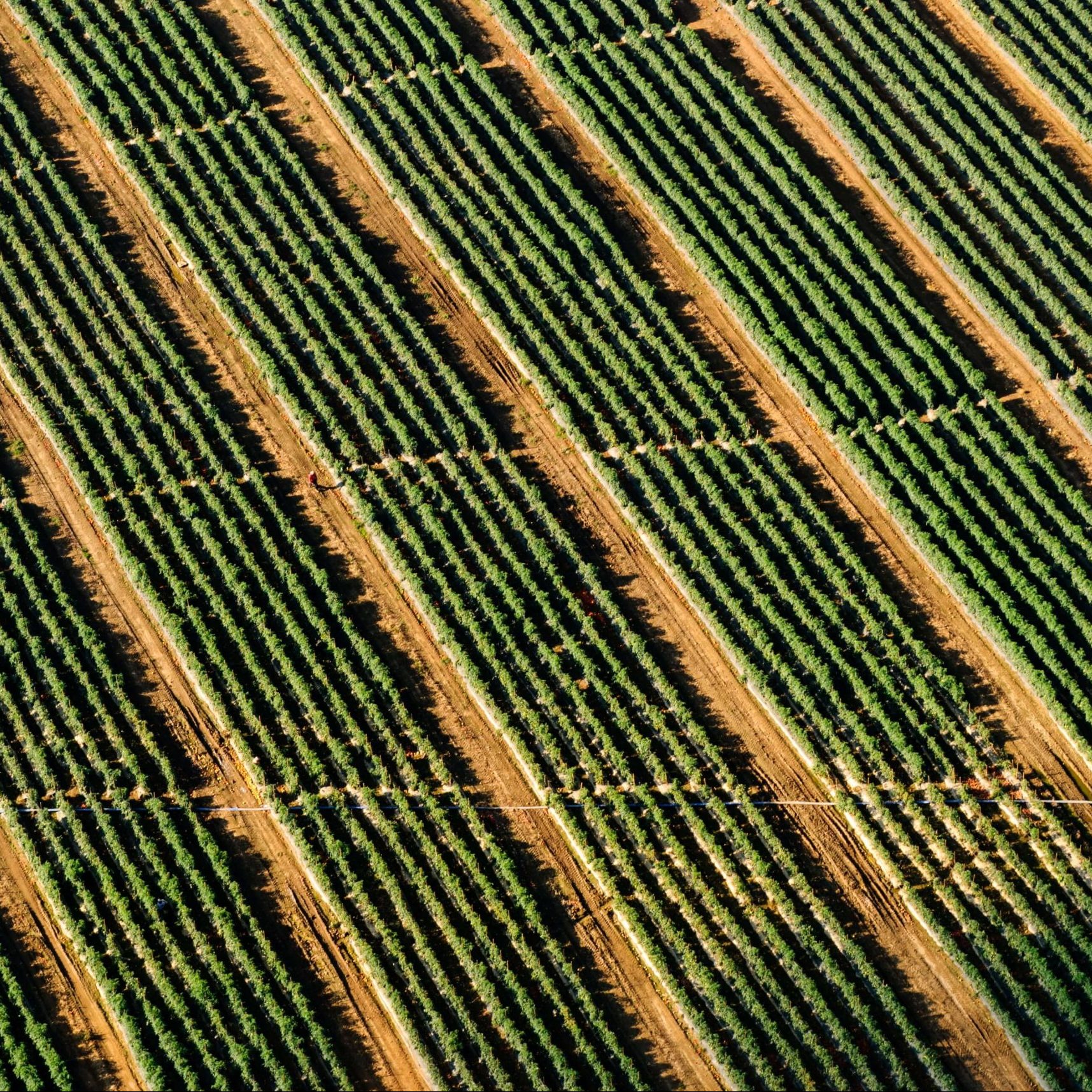 Tecnologías limpias en la agricultura y la alimentación: Agritech y Foodtech 